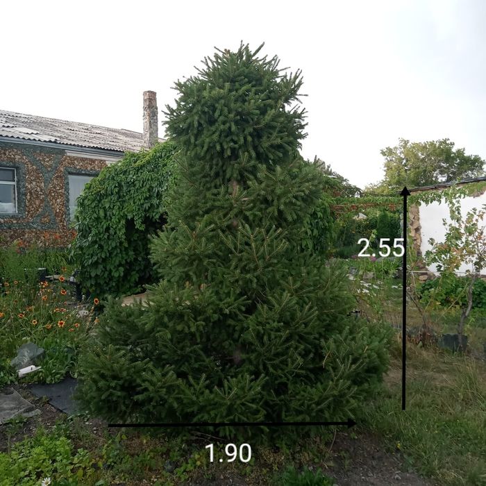 Ель пушистая ,берите пока есть