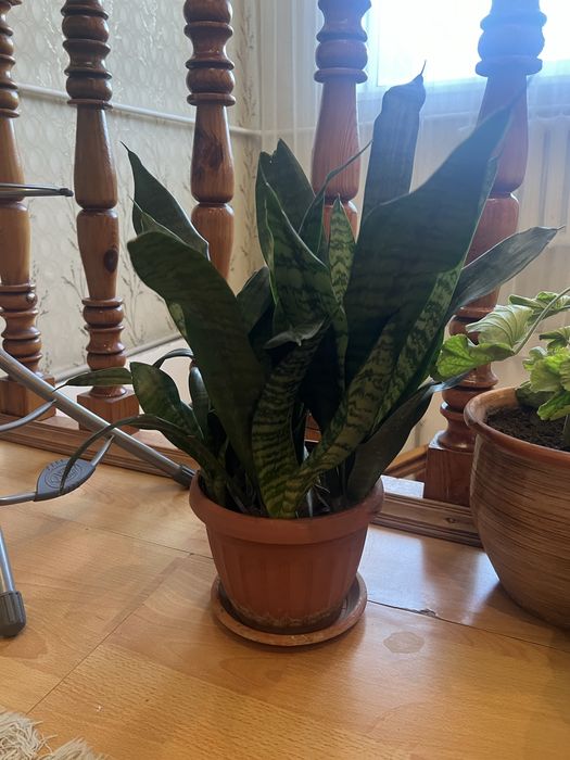 Герань, замиокулькас, сансевиерия