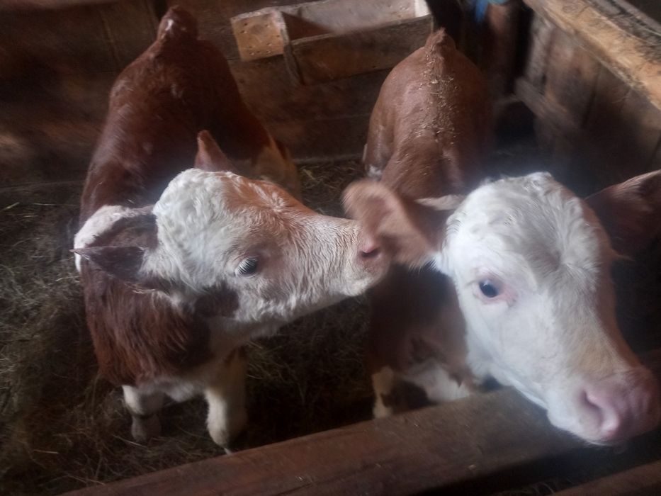 De vânzare 2 viței