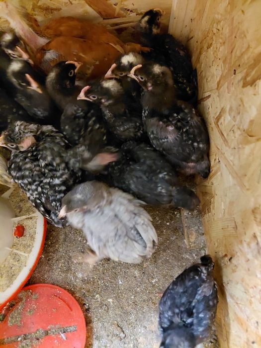 Vand pui tasa mixta de carne si puide gaina brahma maimulte soiuri gai