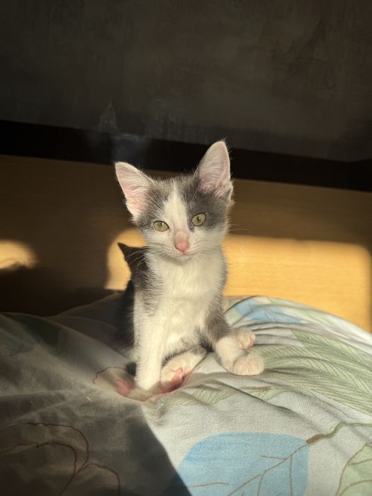 котенок бесплатно кошка