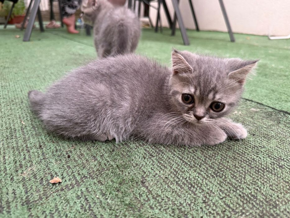 Pui British Shorthair – Mascul și Femelă (3 luni, Vaccinați, Educați)