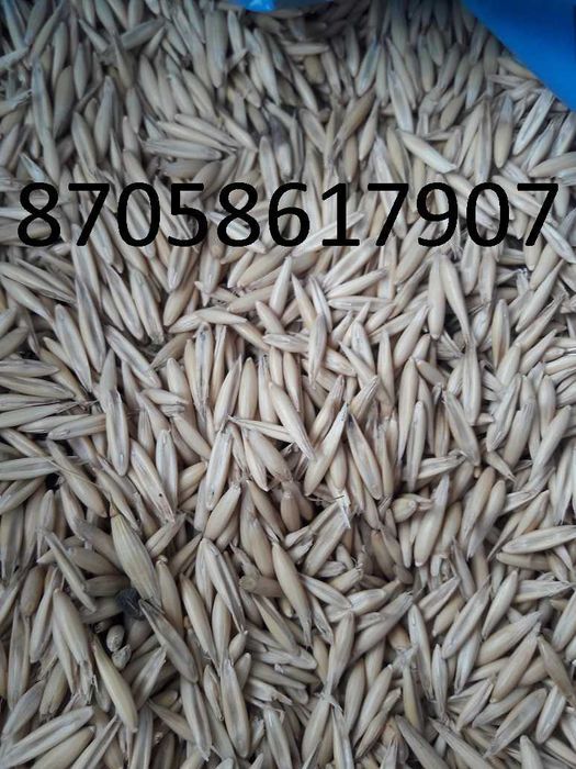 Продам Овёс и Ячмень от 10 тонн с доставкой телефон на фото