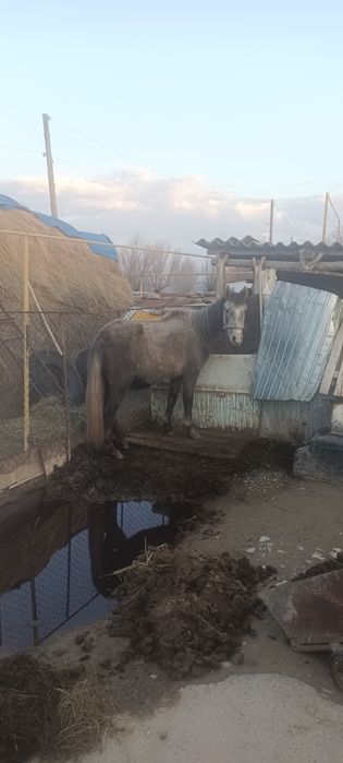 Даю Кобылу на обмен