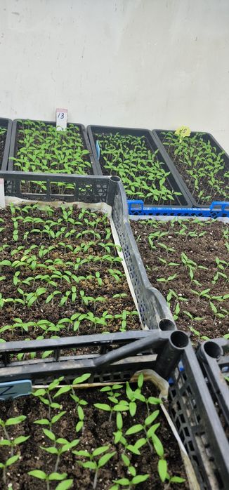 Рассада помидор перца