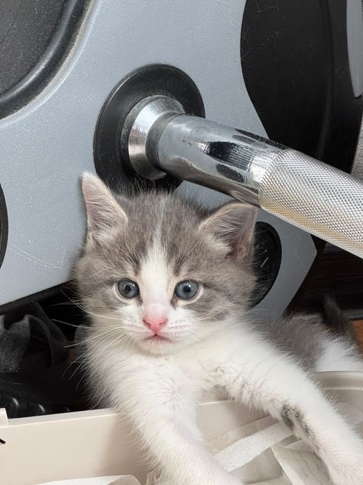 Особенный котёнок