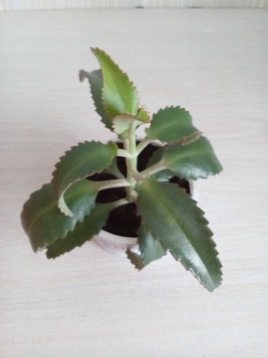 Продам лечебный цветок каланхоэ