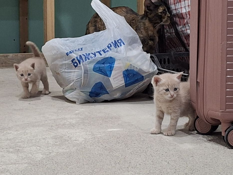 Отдам котят в добрые руки