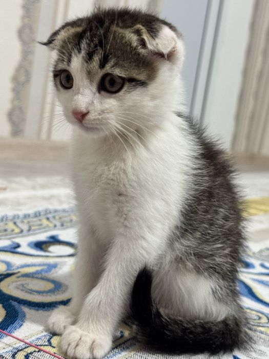 Кошка Шотландский вислоухо