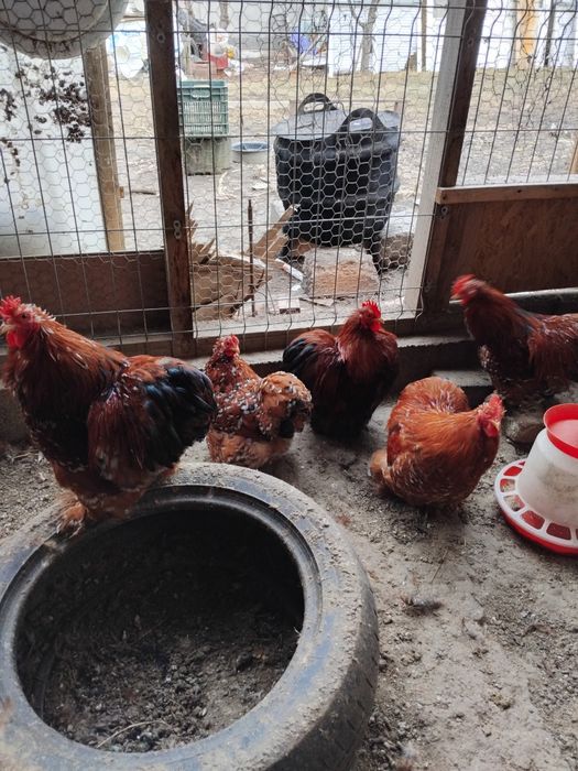 Cochinchina porțelan