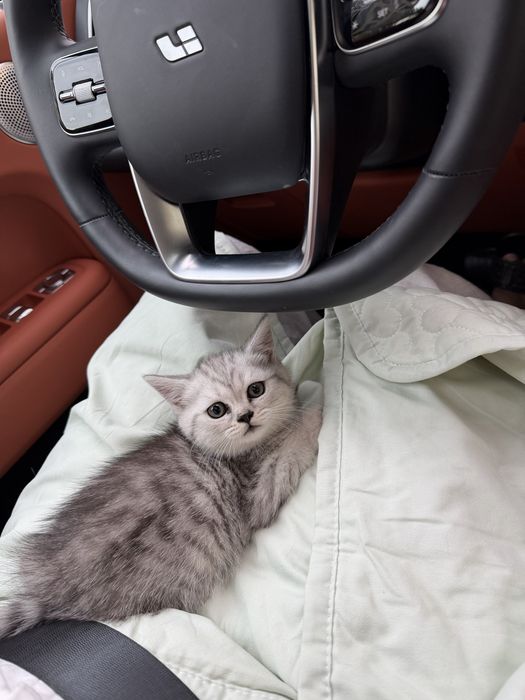 Котёнок шиншила серебристая