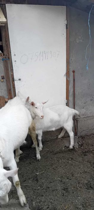 Tap Saanen si doua iedute