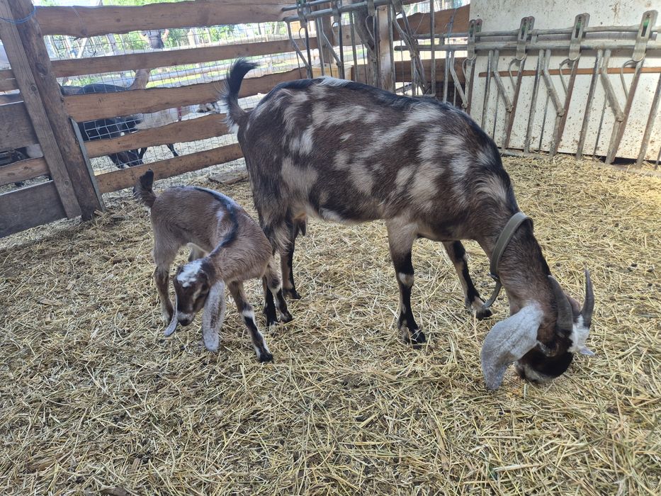 Capra anglonubiana cu ieduta
