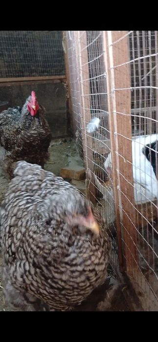 Кохинхин стандарт