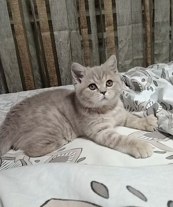 Шикарная девочка, шоу класса.