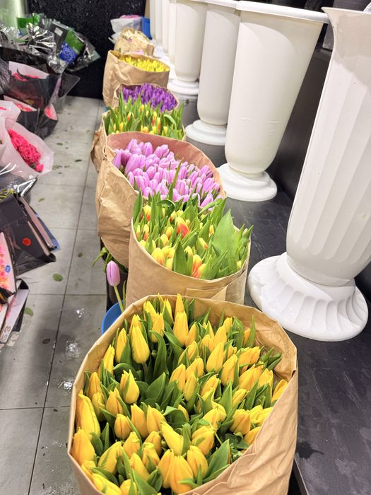 Қызғалдақ, Тюльпан