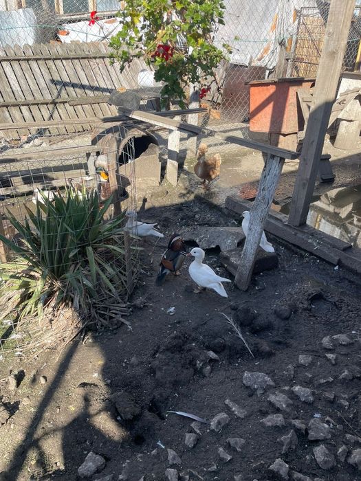 Vând rate mandarine