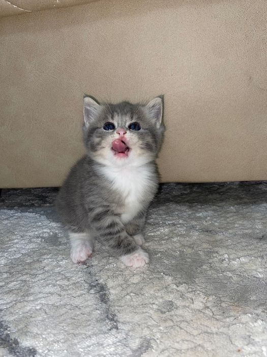 Котенка в хорошие руки