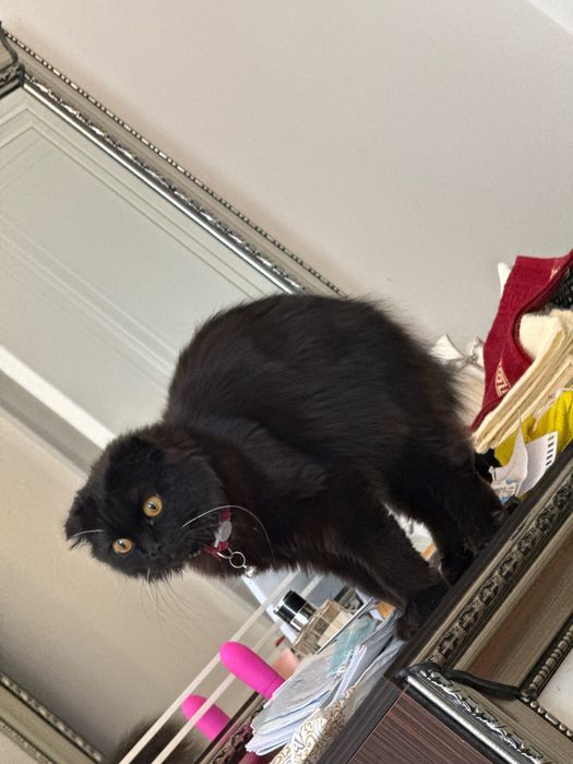 Кошка шотландская