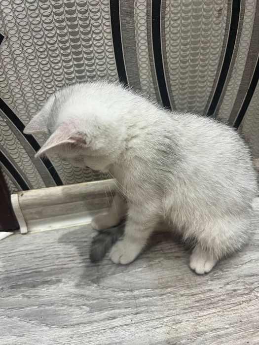 Shinshilazotli mushuk