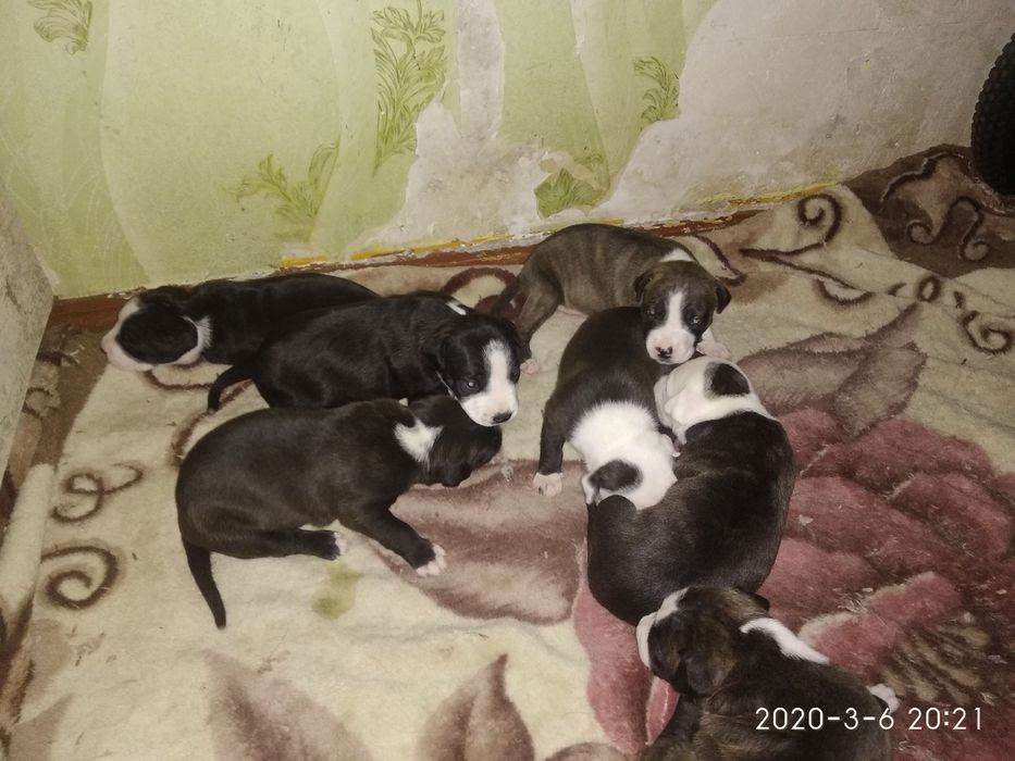 Американский питбуль  вязка