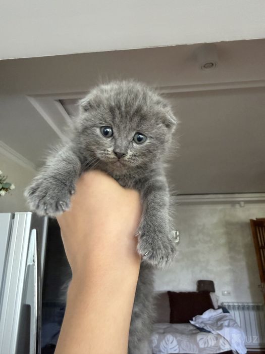 Котята чистокровные породистые скотиш фолд