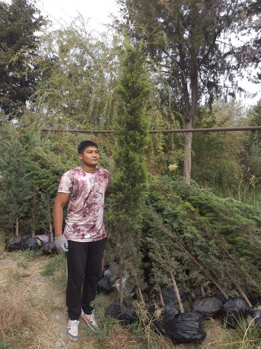 Арча манзарали тури маржевелник