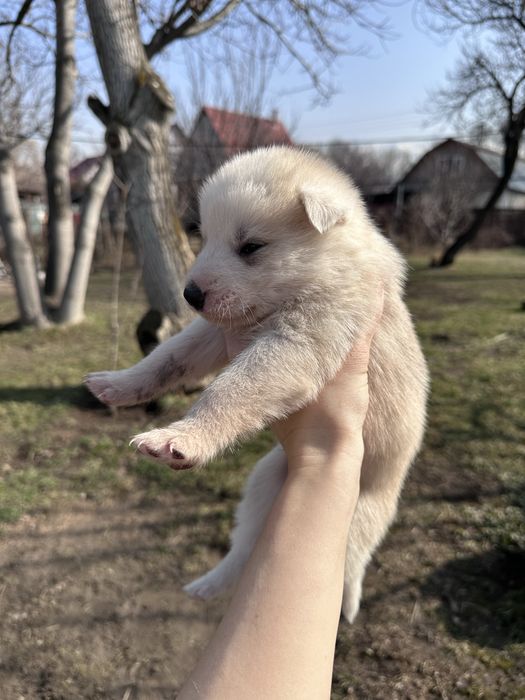 Щенки хаски ищут дом