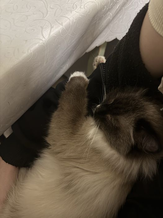 Отдам кошку Луми