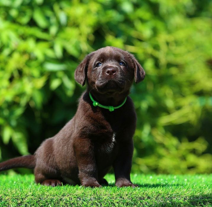 Чистокровные Щенки Лабрадора