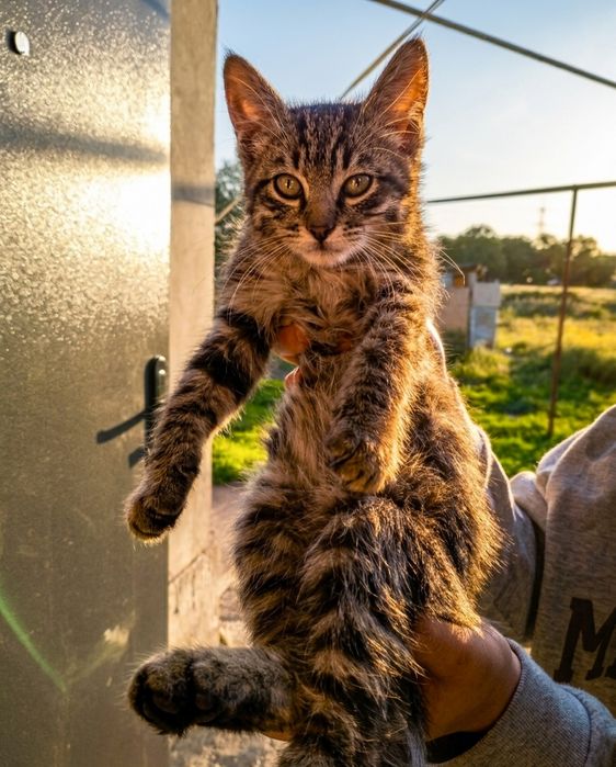 Котёнок пристраивается в добрые руки