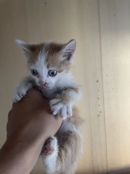Четыре охорных котенка