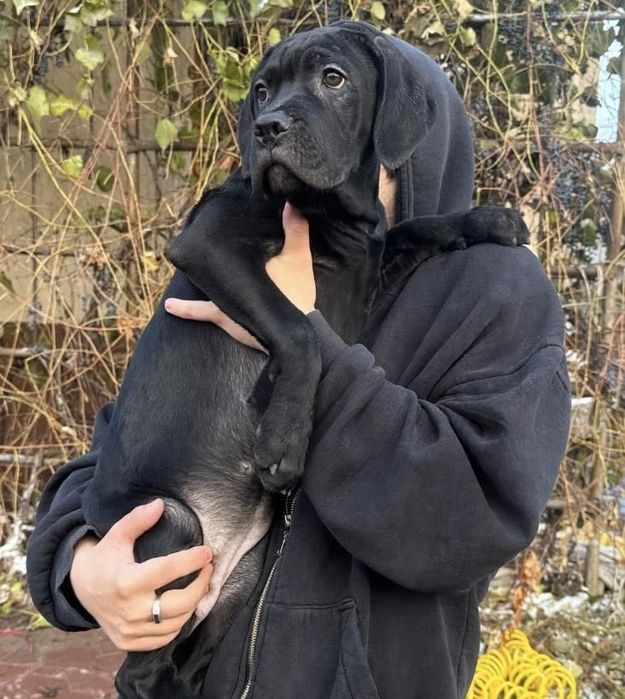 Элитные девочки Кане корсо