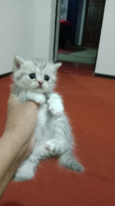 Sotiladi sikutish foldi kiritish shinshila 1 . 5 oyli