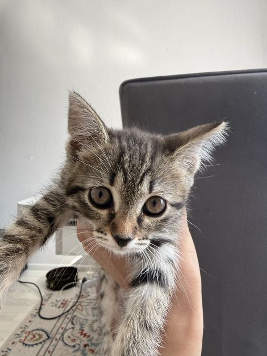 котенок отдам даром
