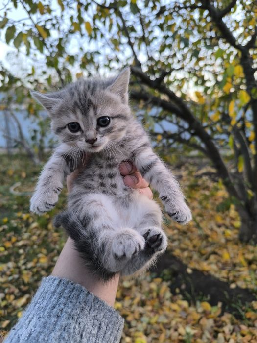 Продам очень красивых котят.