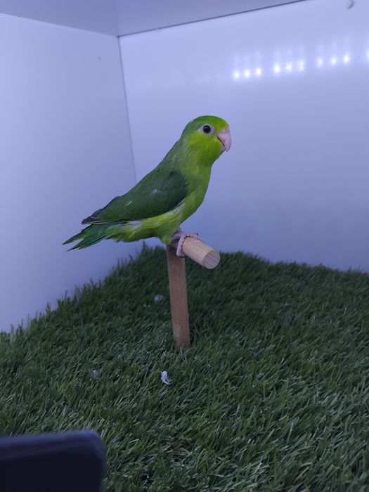 Papagali vrabie(forpus)