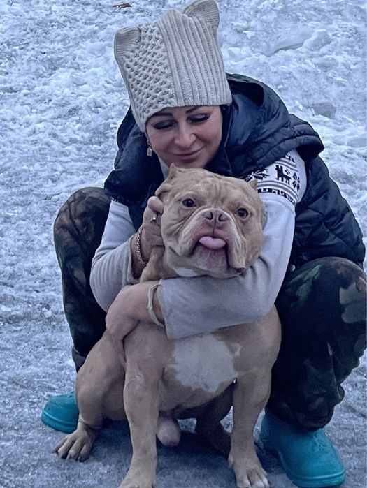 Американский булли,щенки,вязка