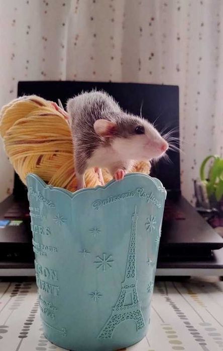 КрысЁнок Дамбо  ХАСКИ