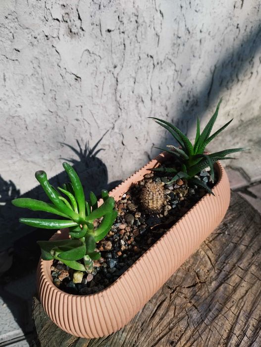 Комнатные цветы от 500тг