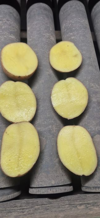 Cartofi Polonia rosii / albi si diferite legume