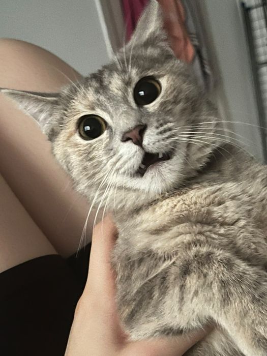 Кошка, кастрированная, привитая