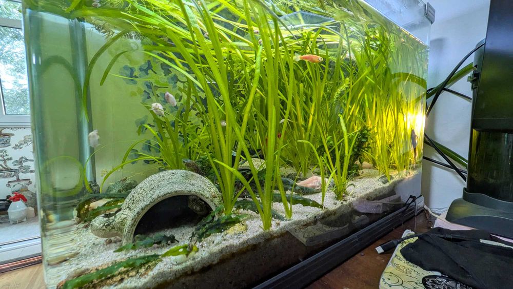 Acvariu sticla curbata 85L (60 x 37 x 40 CM) complet echipat, cu filtru extern