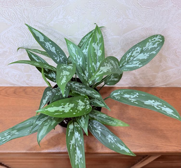 Аглаонема, комнатные растения, комнатные цветы