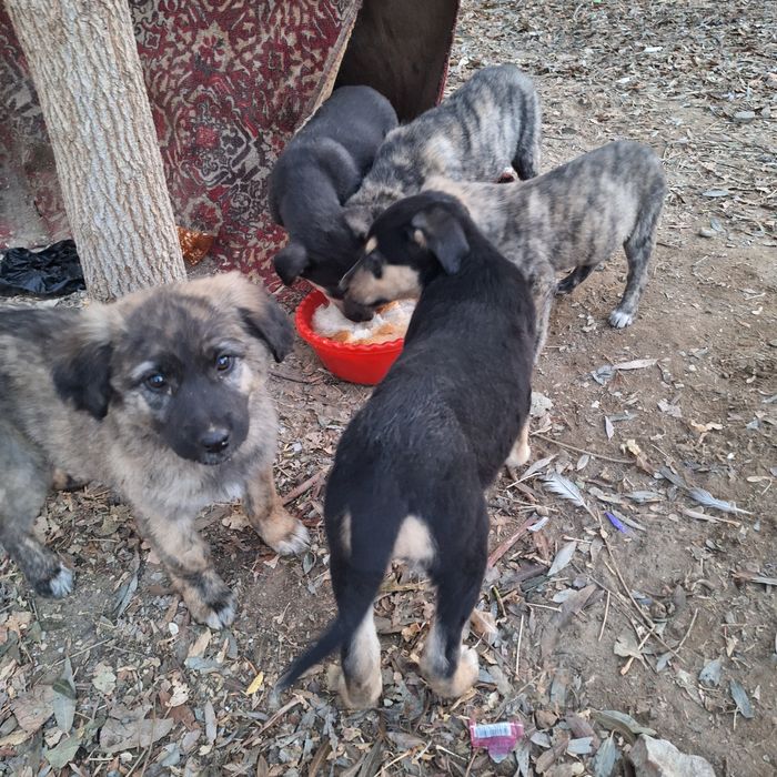 Щенята бесплатно