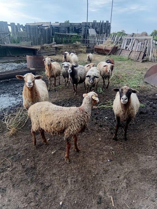 Продам  Живые Овцы