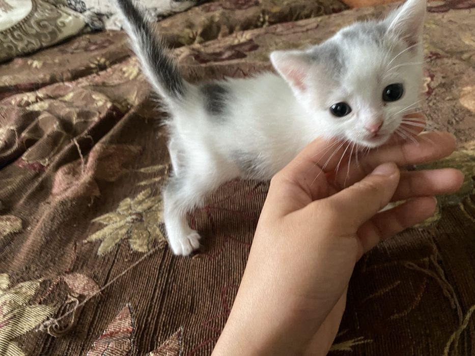 Домашний, ручной котенок. Девочка