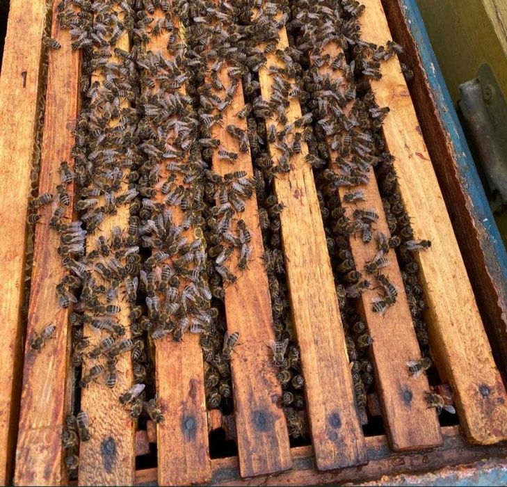 Familie albine puiet 4-5 rame