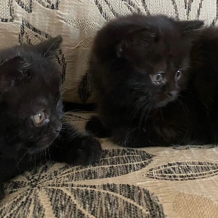 Британские котята! Астана. Продажа.