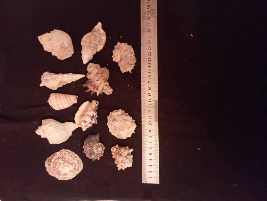 Ракушки для аквариума или интерьера